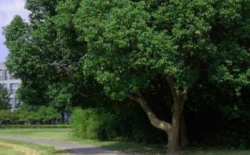 很幽默很皮的早安句子