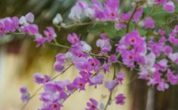 简洁的花朵优美句子锦集38句