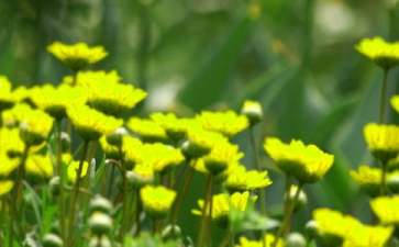 2022年精选花朵优美句子集锦88条