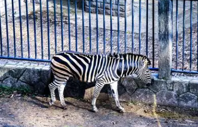 小小动物园400字作文（小小动物园400字作文免费阅读）