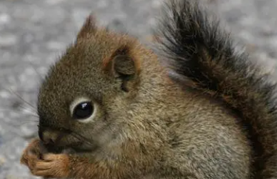 小小动物园400字作文参考范文（小小动物园400字优秀作文免费）