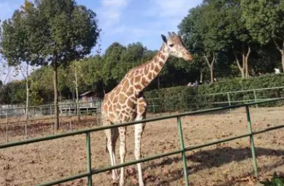 小小动物园400字作文写家人（小小动物园400字作文写家人姐姐）