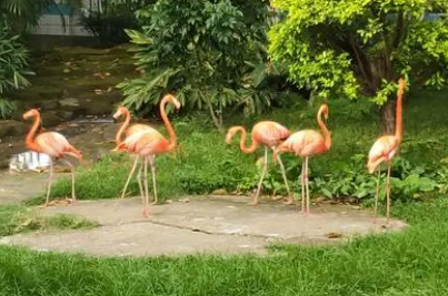 小小动物园400字作文写爸爸（小小动物园400字作文写爸爸是大象）