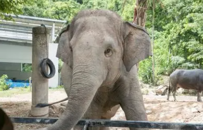 小小动物园400字作文写自己（小小动物园400字作文写自己像小兔子）