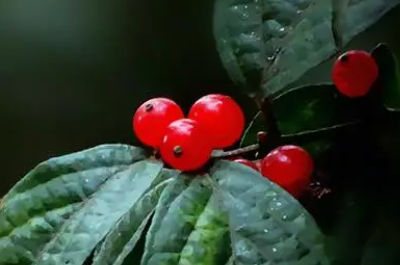 相思古诗词王维是几年级课本（王维的相思是几年级的教材）