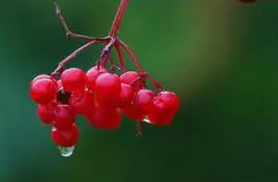 相思古诗词王维全诗（《相思》王维古诗）