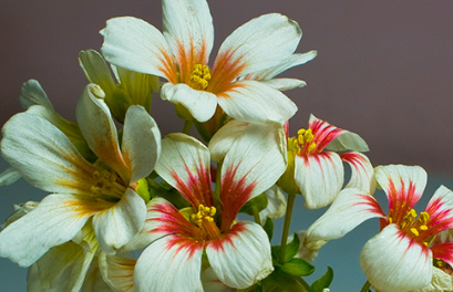 早晨寄语大全（每天早上问候语大全 早晨）