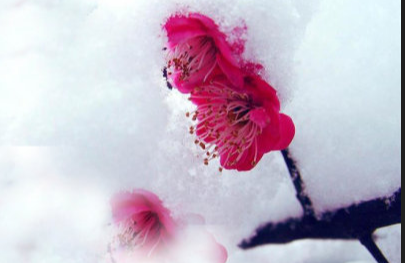 雪梅古诗其二梅与雪的关系（关于雪和梅的古诗有哪些）