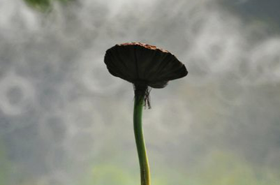 隐居山林与世无争的诗句（厌倦世俗归隐山林的诗句）