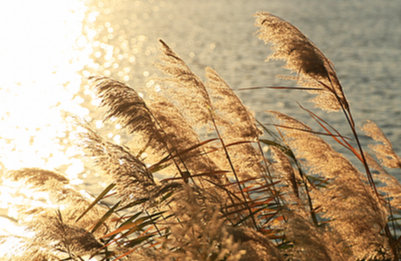 又是一年秋风刮漂泊的游子是什么歌（又是一年秋风刮,漂泊的游子好想家）