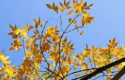 又是一年秋叶黄广场舞（又是一年秋叶黄最简单解释）