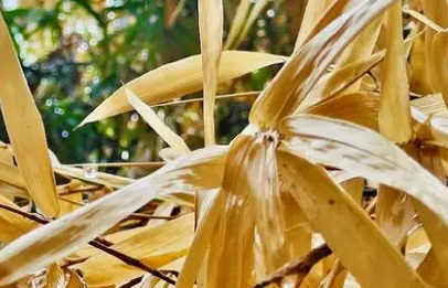 又是一年秋风起（歌曲又是一年秋风起）