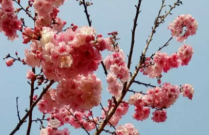 三月寄语说说（三月寄语 唯美句子）