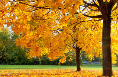 又是一年秋歌词（诗歌658首又是一年过去歌词）