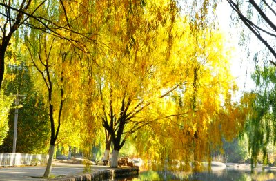 又是一年秋风劲全诗（又是一年春来到的诗句）