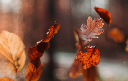 又是一年秋叶黄简谱（秋叶黄了想爹娘原唱简谱教唱）