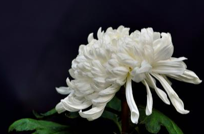 悼念亲人的短句（适合发朋友圈悼念的句子）