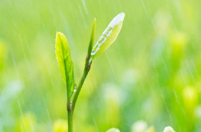 雨水节气文案（雨水节气的名篇佳句）