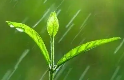 雨水文案高级感（二十四节气雨水文案）