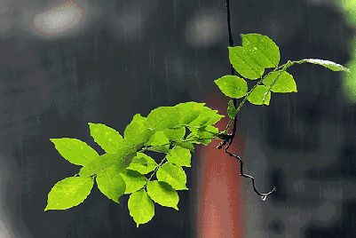 雨水文案英文（适合雨天的英文句子）