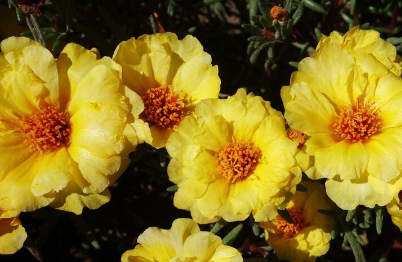 太阳花开花季节是几月份（太阳花苗几月份种最好）