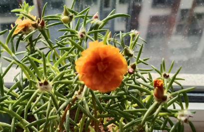 太阳花开花（太阳花与向日葵的区别）